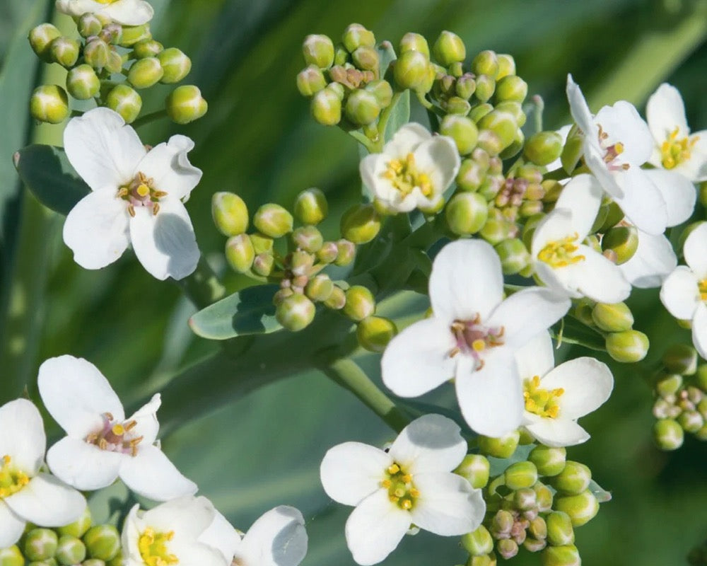 Ingredient Crambe Abyssinica Seed Oil