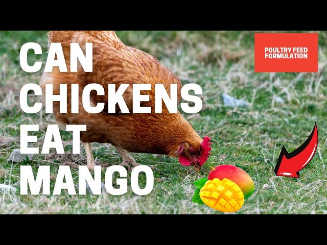 Can Chickens Eat Mango Skin